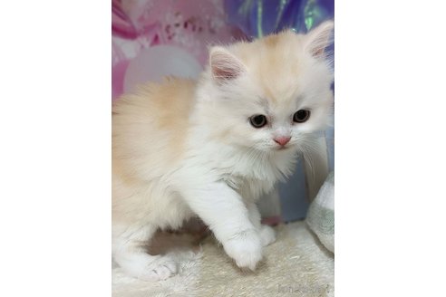 成約済の千葉県のマンチカン-113454の7枚目