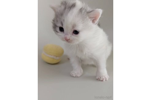成約済の福岡県のスコティッシュフォールド-113457の10枚目