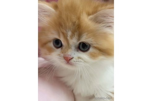 成約済の千葉県のマンチカン-113464の4枚目