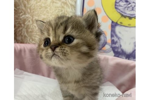成約済の大阪府のスコティッシュフォールド-113477の2枚目