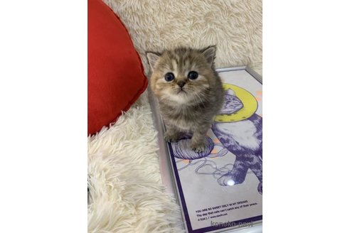 販売中の大阪府のスコティッシュフォールド-113478の6枚目