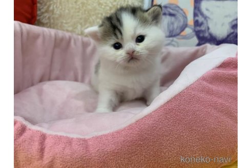 販売中の大阪府のスコティッシュフォールド-113481の3枚目