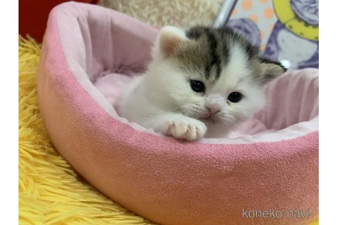 販売中の大阪府のスコティッシュフォールド-113481の2枚目