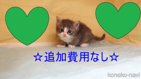 成約済の東京都のラガマフィン-113490の1枚目