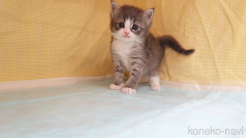 成約済の東京都のラガマフィン-113490の3枚目