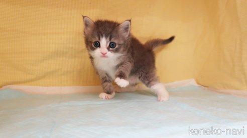 成約済の東京都のラガマフィン-113490の2枚目