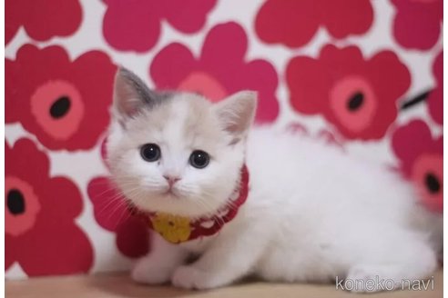 販売中の東京都のスコティッシュフォールド-113494の3枚目