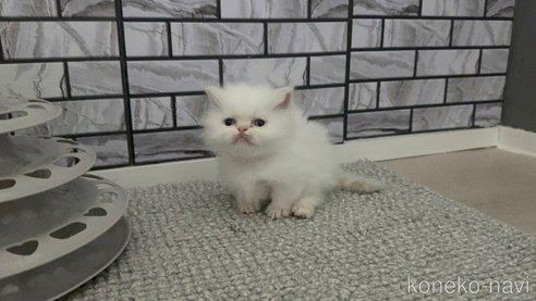 成約済の福岡県のマンチカン(短足)-113497の5枚目