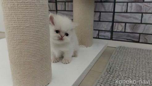 成約済の福岡県のマンチカン(短足)-113497の2枚目
