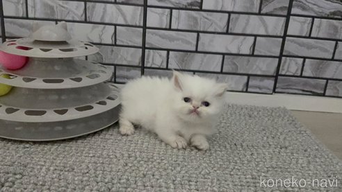 成約済の福岡県のマンチカン(短足)-113497の3枚目