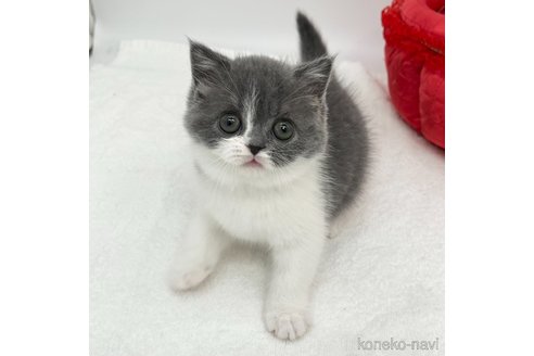 成約済の愛知県のブリティッシュショートヘア-113516の4枚目