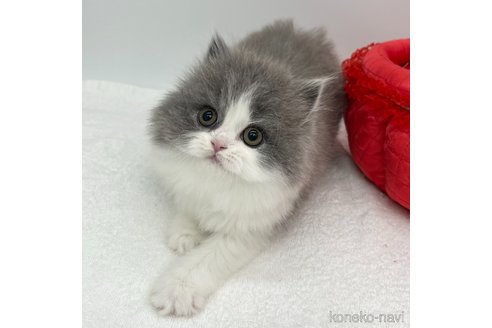 成約済の愛知県のブリティッシュロングヘア-113518の2枚目