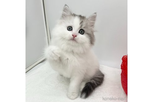 成約済の愛知県のラガマフィン-113520の2枚目