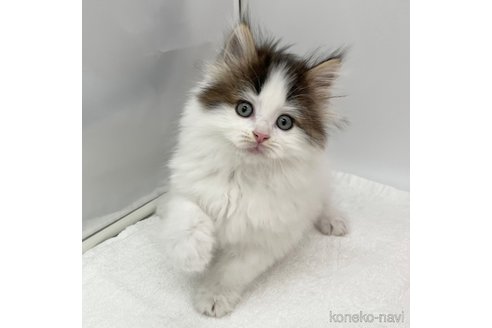 成約済の愛知県のラガマフィン-113521の2枚目