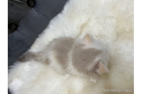 成約済の鹿児島県のミヌエット(短足)-110961の5枚目