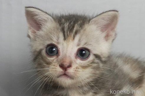 販売中の埼玉県のアメリカンショートヘア-112054