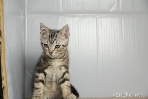 成約済の埼玉県のアメリカンショートヘア-109075の2枚目