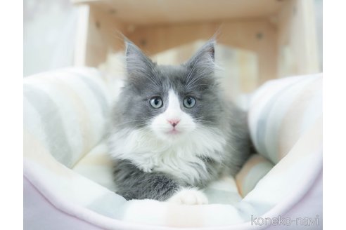 成約済の千葉県のノルウェージャンフォレストキャット-113536の1枚目