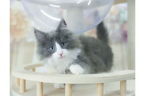 成約済の千葉県のノルウェージャンフォレストキャット-113536の9枚目