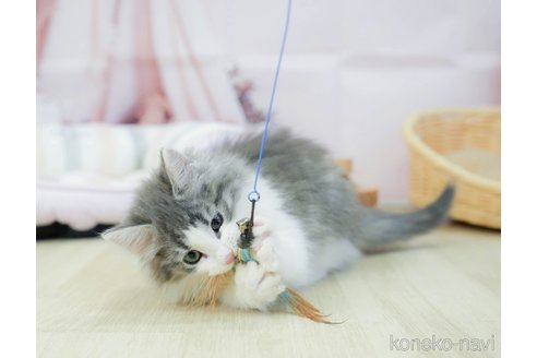 成約済の千葉県のノルウェージャンフォレストキャット-113537の4枚目