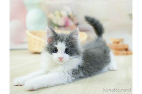 成約済の千葉県のノルウェージャンフォレストキャット-113538の1枚目