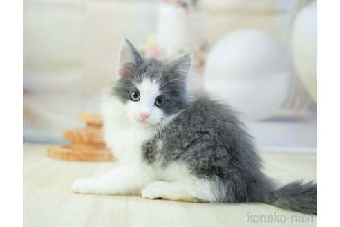 成約済の千葉県のノルウェージャンフォレストキャット-113538の6枚目