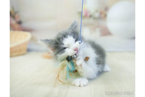 成約済の千葉県のノルウェージャンフォレストキャット-113538の5枚目