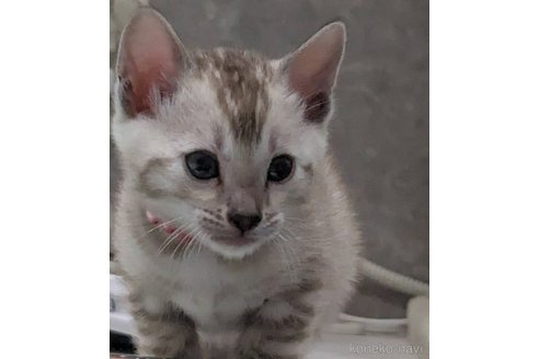 販売中の静岡県のベンガル-113540の7枚目