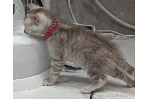 販売中の静岡県のベンガル-113540の8枚目