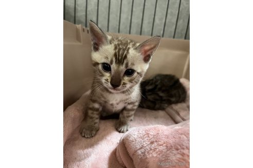 販売中の静岡県のベンガル-113542の5枚目