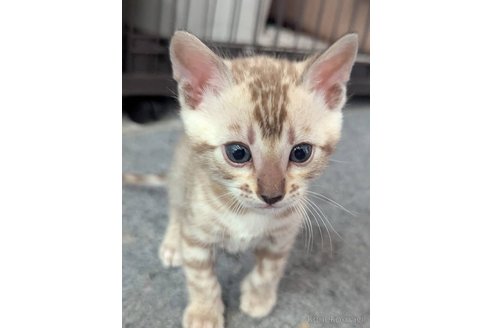 販売中の静岡県のベンガル-113542の1枚目