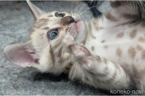 販売中の静岡県のベンガル-113542の8枚目