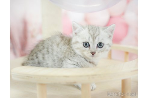 販売中の千葉県のミヌエット-113549の1枚目