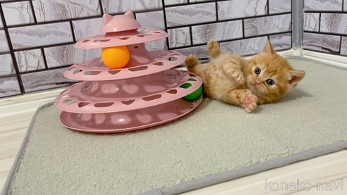 販売中の福岡県のマンチカン-113550の4枚目