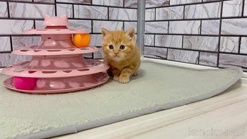 販売中の福岡県のマンチカン-113550の5枚目