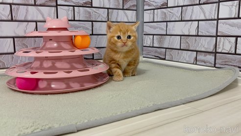 販売中の福岡県のマンチカン-113550の1枚目