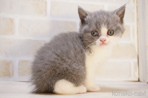 販売中の神奈川県のブリティッシュショートヘア-113552の30枚目