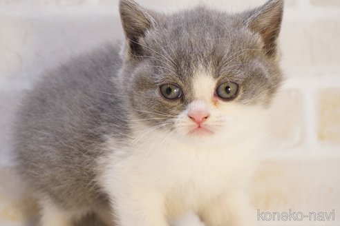 販売中の神奈川県のブリティッシュショートヘア-113552の22枚目