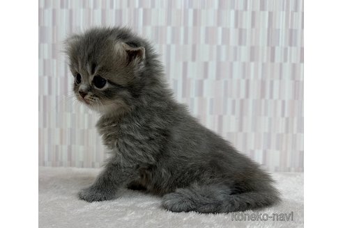 成約済の千葉県のスコティッシュフォールド(折れ耳)-113572の2枚目