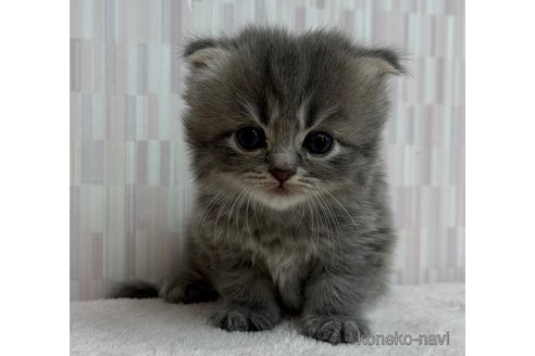 成約済の千葉県のスコティッシュフォールド(折れ耳)-113572の3枚目