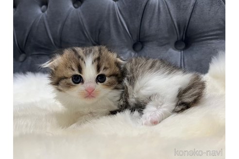 販売中の鹿児島県のスコティッシュフォールド(折れ耳)-113573