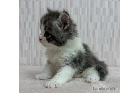 成約済の千葉県のスコティッシュフォールド-113574の2枚目