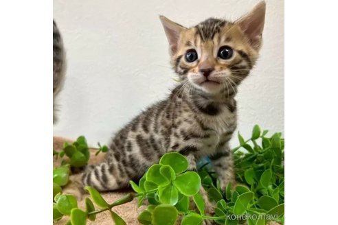 成約済の京都府のベンガル-113588の1枚目