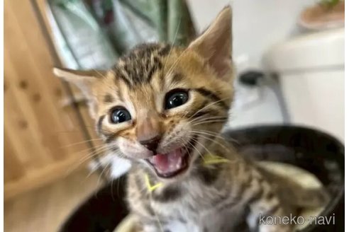 成約済の京都府のベンガル-113588の2枚目