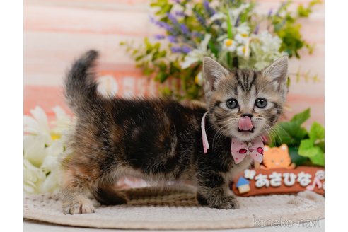 成約済の神奈川県のミヌエット(短足)-113603の15枚目