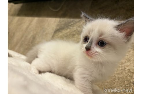 成約済の福岡県のラグドール-113607
