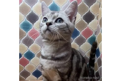 成約済の愛知県のアメリカンショートヘア-113609の1枚目