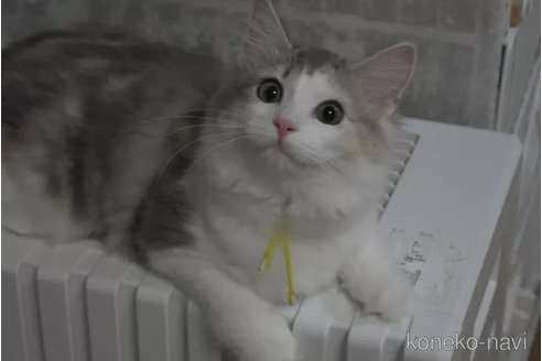 販売中の茨城県のノルウェージャンフォレストキャット-113611の2枚目
