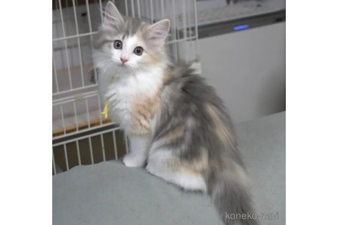 販売中の茨城県のノルウェージャンフォレストキャット-113611の3枚目