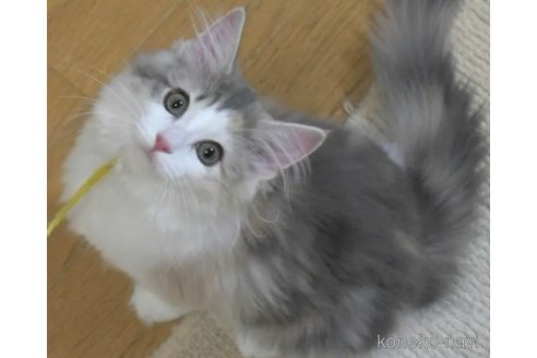 販売中の茨城県のノルウェージャンフォレストキャット-113611の4枚目